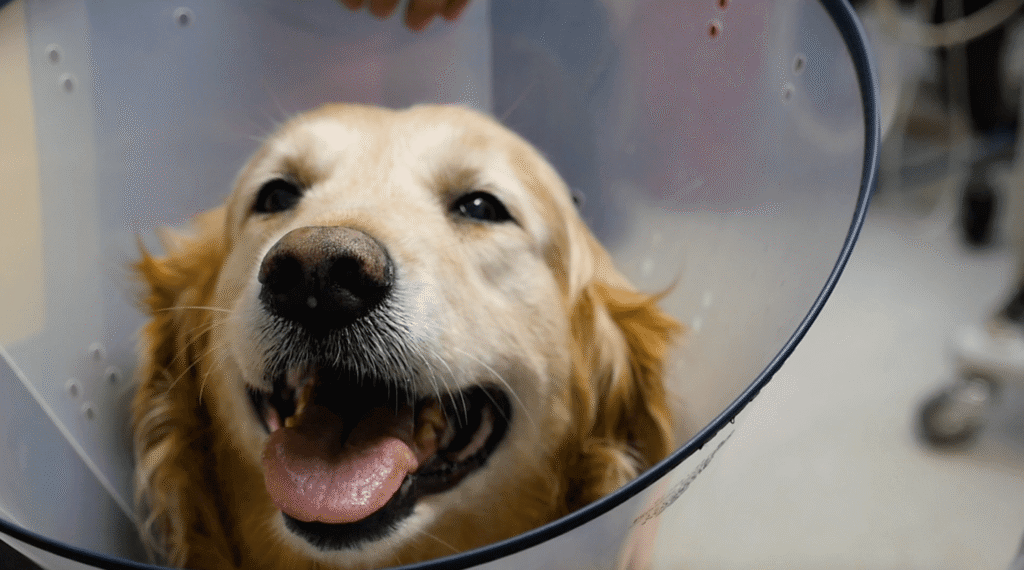 Pet Dental Care - Cat and Dog Hospital