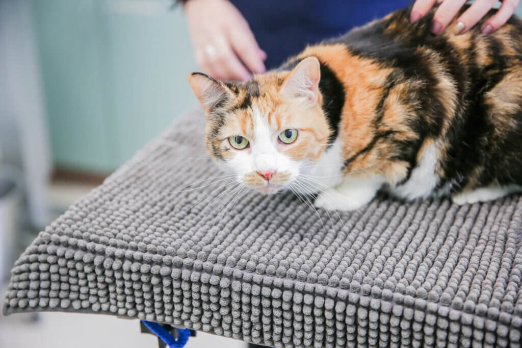 Pet Grooming Service - Cat and Dog Hospital of Portland